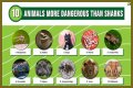 15 Animals Surprisingly More Deadly Than Sharks