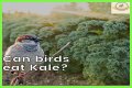 Can Birds Eat Herbs? - Kylon Powell