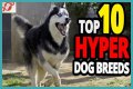 Does royal canin make dogs hyper?