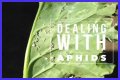 Does Sulphur Kill Aphids? - Kylon Powell