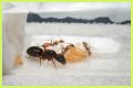 How To Get Ants Out Of Keurig?
