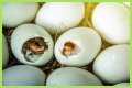 How To Make Bird Eggs?