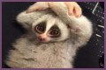 These 9 Adorable Animals Should Actually Terrify You