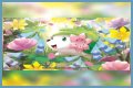 want shiny shaymin | Bulbagarden