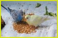 What eats bird food at night?