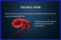What Really Caused the Black Death: Anthrax or Celestial Bodies?